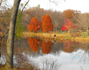 Autumn Colours, Central Park